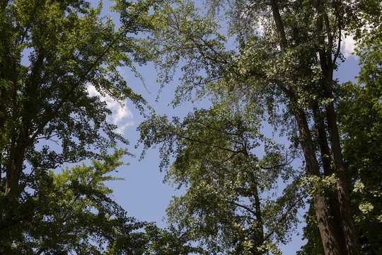 Threes with blue sky - Powered by Adobe