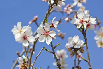 White cherry tree detail at spring