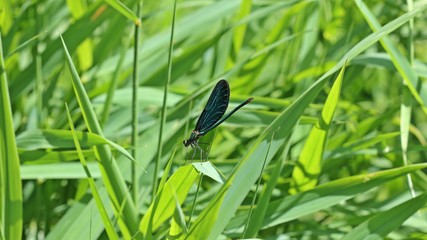 Männliche Blauflügel-Prachtlibelle (Calopteryx virgo) auf Schilfhalm
