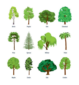Collection of different kinds of trees.