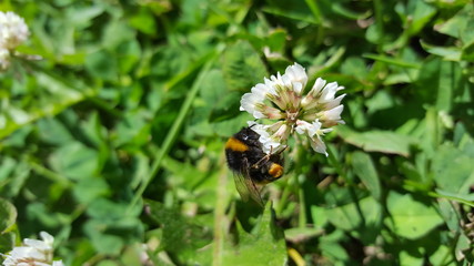 bourdon