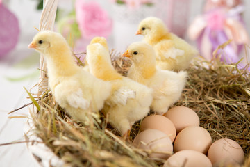 nestling chick. farm chicken.baby