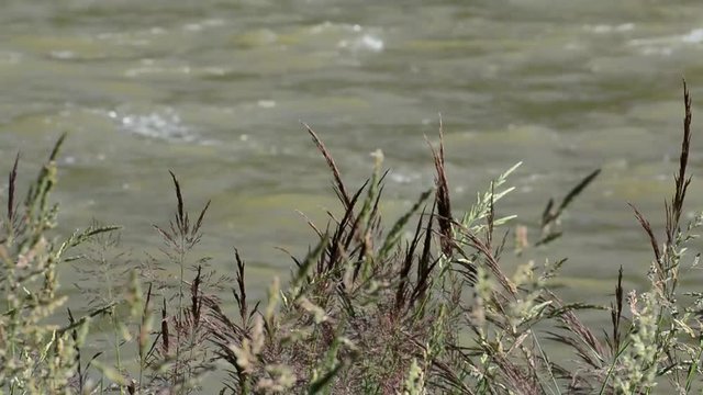 Johnson grass purple and green swinging in the wind (Sorghum halepense)