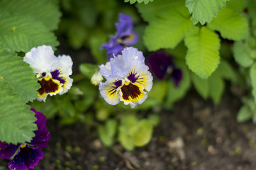 Fototapeta premium Pansy flowers in the garden
