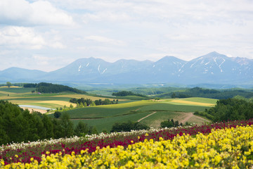 Biei