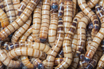 larvae Zophobas morio, superworm, zophobas.