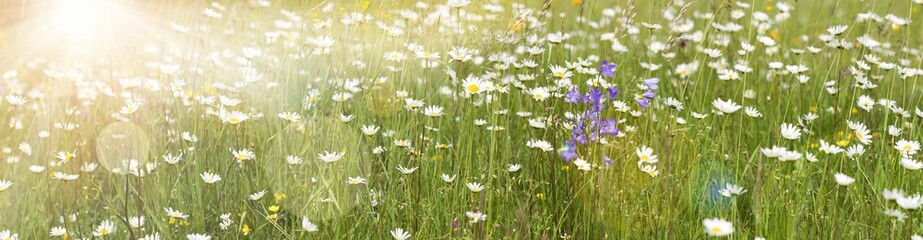 Obraz na płótnie Canvas Frühlingswiese mit vielen Blumen und Sonne im gegenlicht