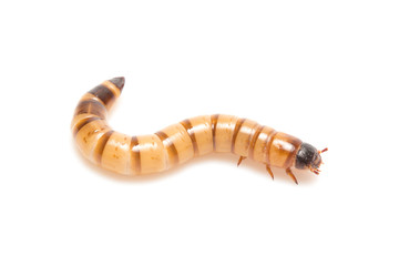 larvae Zophobas morio, superworm, zophobas.