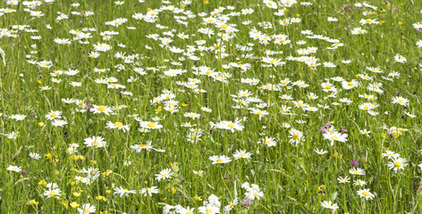 Frühlingswiese mit vielen Blumen © Wolfilser