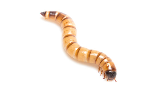 larvae Zophobas morio, superworm, zophobas.