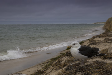 Cape Cod beach-USA 