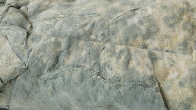 Phyllo dough contaminatd with hyphae fungus 4K 2160p 30fps UltraHD panning footage - Spreding of mold over bread slow pan close-up 3840X2160 UHD video