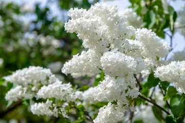Abwaschbare Fototapete Lila Blütenstand einer weißen Flieder vor blauem Himmel