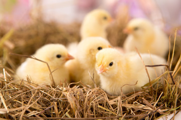nestling chick. farm chicken.baby