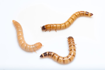 larvae Zophobas morio, superworm, zophobas.