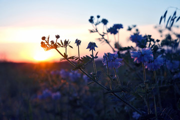 silhouette plants flower against the setting sun