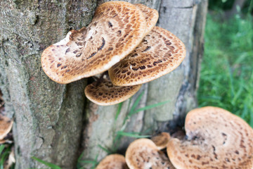 Polyporus squamosus