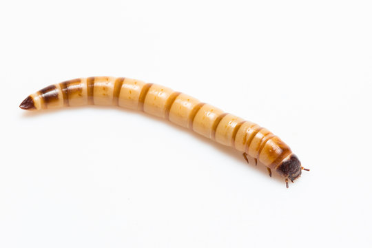 larvae Zophobas morio, superworm, zophobas.