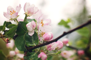 Fototapeta premium Blossoming apple tree after the rain, pink flowers and leaves are covered with water drops on a white background