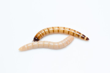 larvae Zophobas morio, superworm, zophobas.