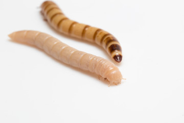 larvae Zophobas morio, superworm, zophobas.