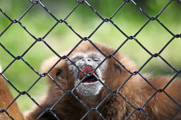 Gibbon