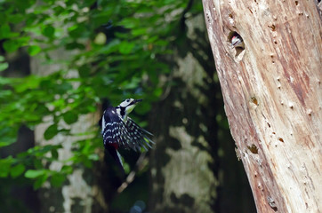 Buntspecht (Dendrocopos Major) 