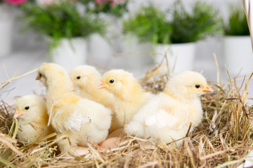 nestling chick. farm chicken.baby