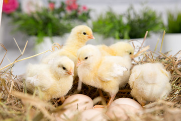 nestling chick. farm chicken.baby
