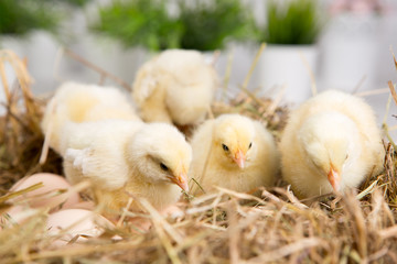 nestling chick. farm chicken.baby