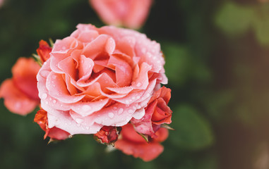 Fototapeta premium Blossom rose with water drops of rain on green background, flowers for love womens and mothers, fresh beautiful roses closeup, mock up for text, pink spring bouquet, romantic card photo