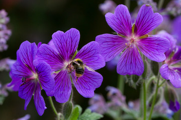 Bee foraging in beautiful Summer Purple flowers