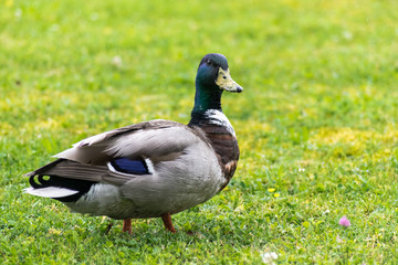 Naklejka na ściany i meble Duck