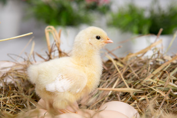 nestling chick. farm chicken.baby