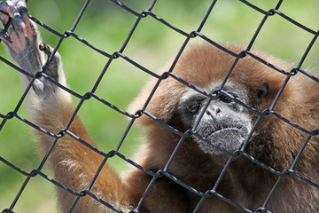Gibbon