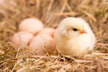 nestling chick. farm chicken.baby
