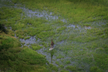 Aerial picture of a Giraffe in the water.