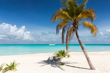 Strand in der Karibik mit Palme und türkisem Wasser: Isla Mujeres, Mexiko