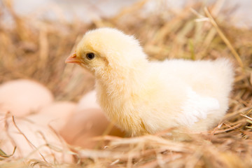 nestling chick. farm chicken.baby