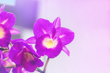 colorful orchid flowers plant in nature concept