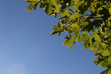 maple leaves against the sky