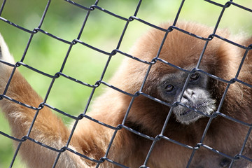 Gibbon