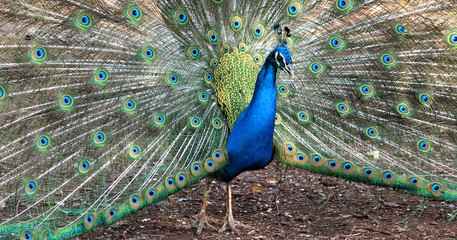 Obraz premium Close up of peacock showing its beautiful feathers