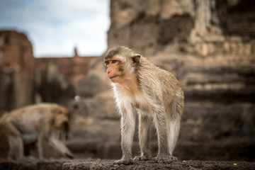 Baby monkeys in Thailand