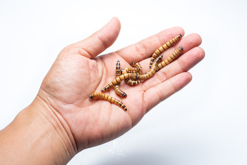 Worms in hand