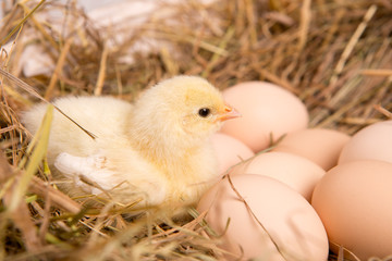 nestling chick. farm chicken.baby
