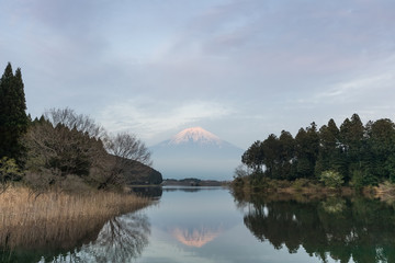 Mountain Fuji and Tanuki lake in evening spring season