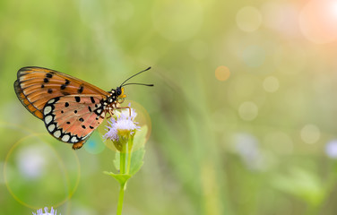 Closeup butterfly on flower isolated green background