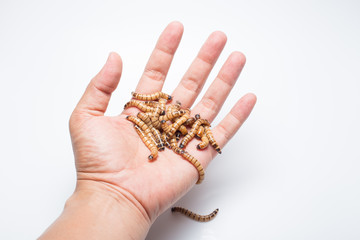 Worms in hand