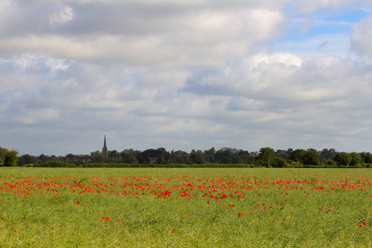 Poppies growing in summer field overlooking lechlade on the edge of the Cotswolds, UK